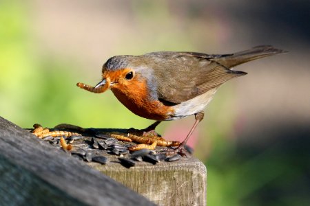 "I'm on a Healthy Diet" says Robin.
