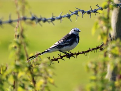 Pied Wagtail photo