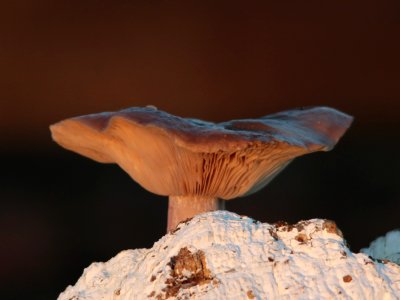 Mushroom photo