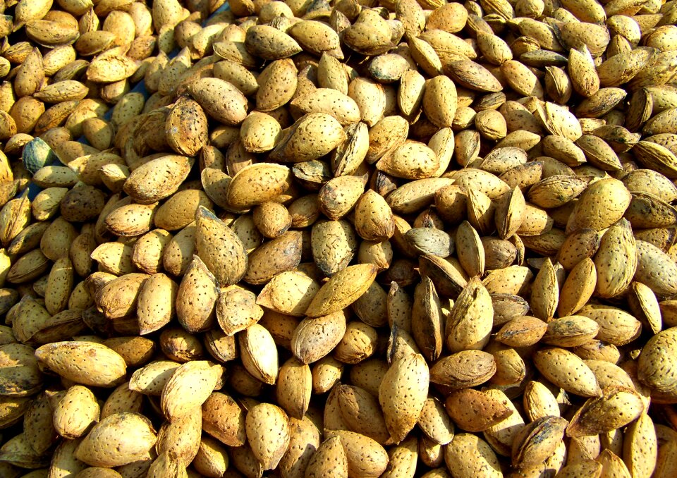 Almond hard-shelled fruit almond tree is