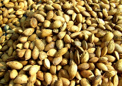 Almond hard-shelled fruit almond tree is