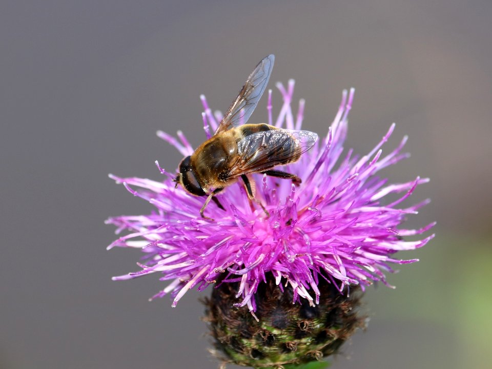 Centaurea nigra with ??