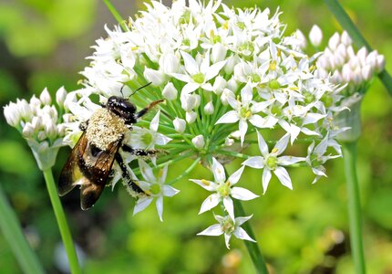 Garden insect onion flower