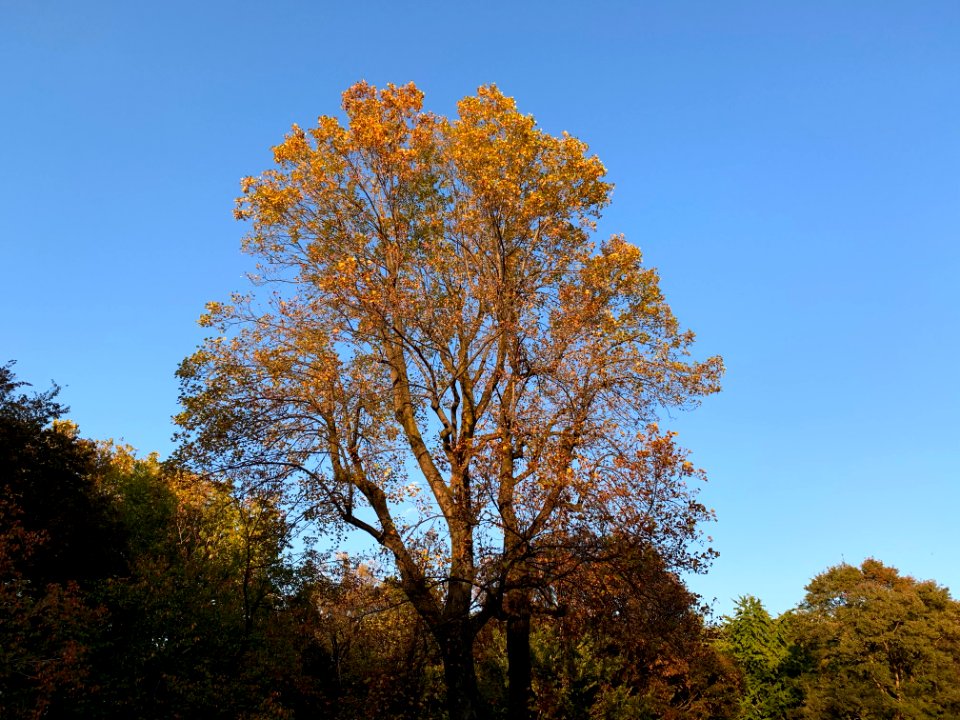 Hikarigaoka Park in Nerima-ku