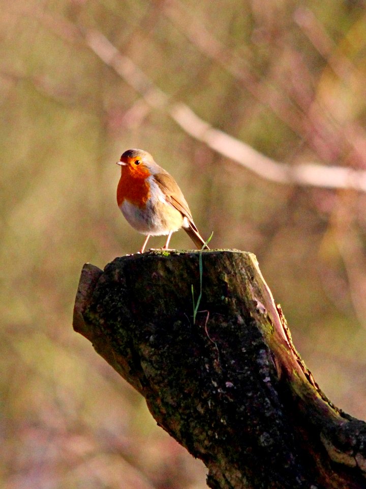 Robin photo