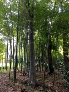Nishioizumi in Nerima-ku