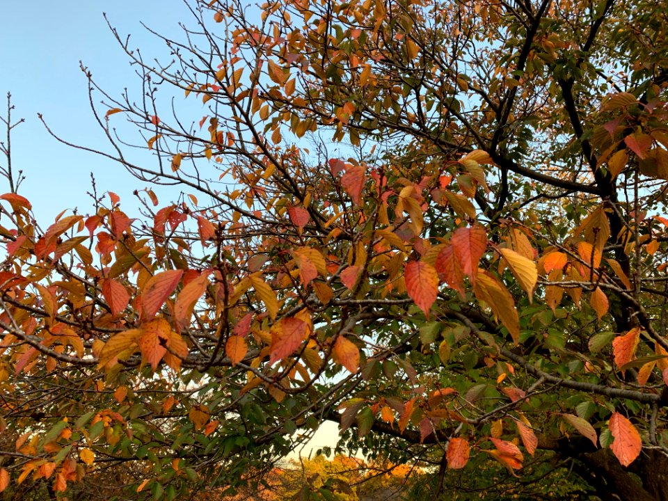 Hikarigaoka Park in Nerima-ku