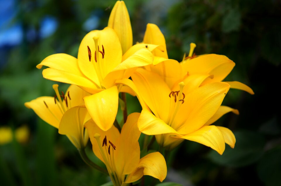 Blossom nature spring