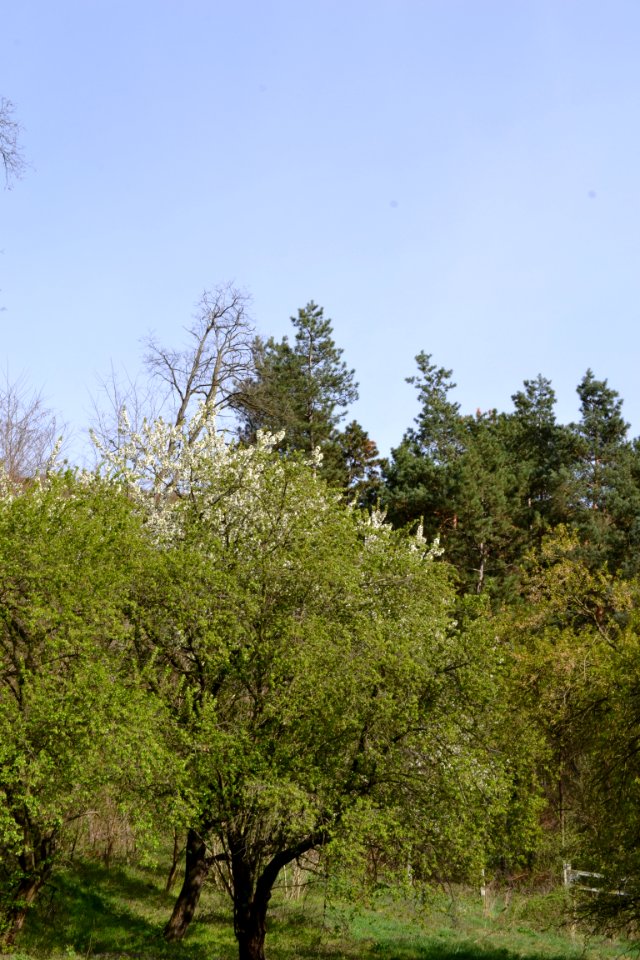 Landscape with nature