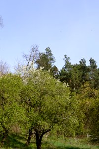 Landscape with nature
