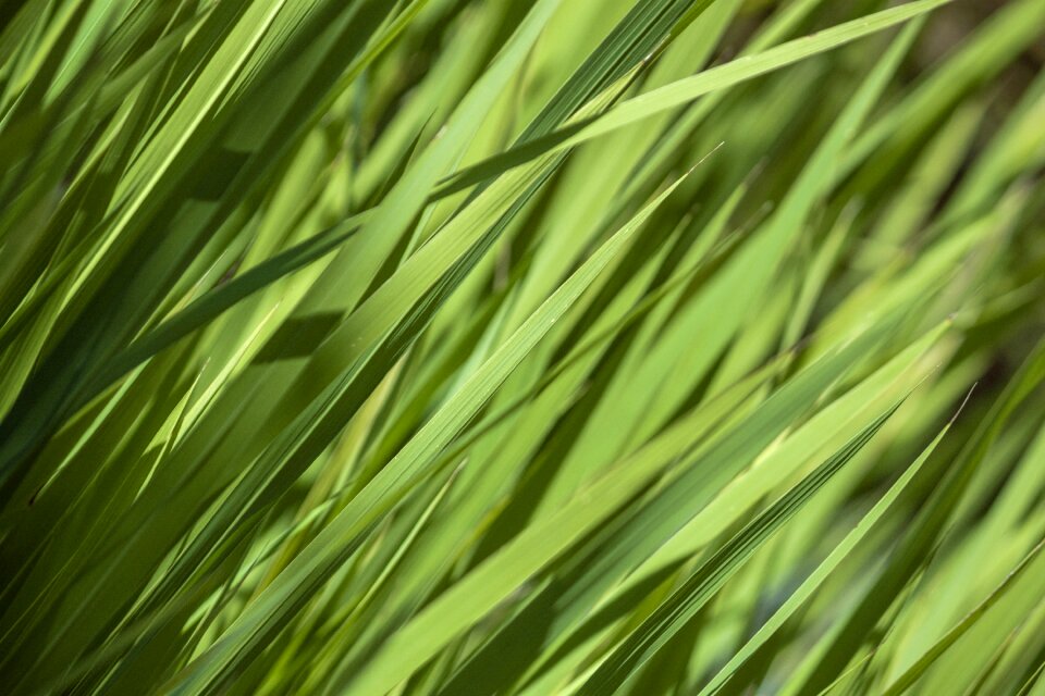Green nature green texture