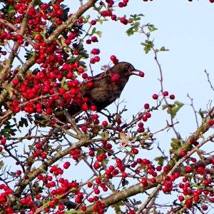Red Berry, Black Bird. photo