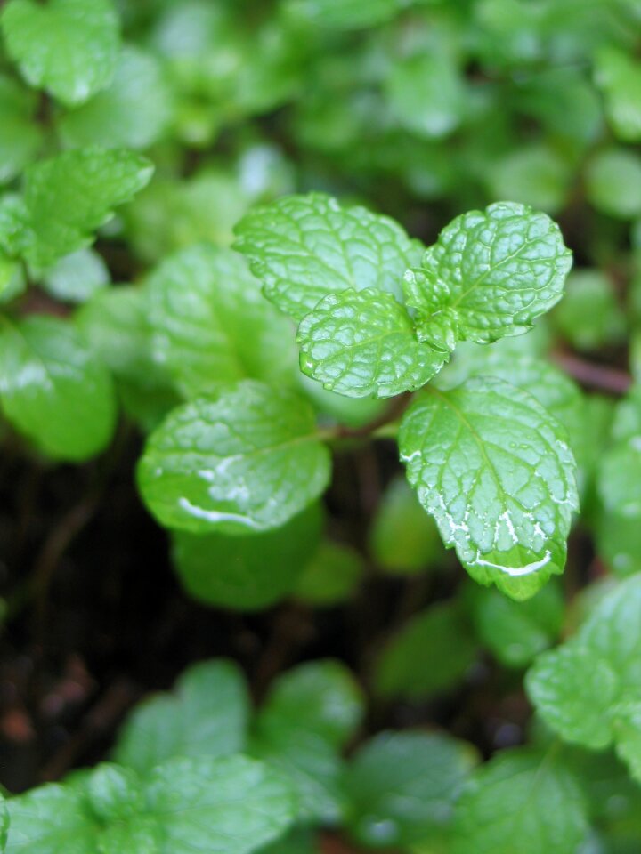 Mentha spicata yerbabuena aromatic herb