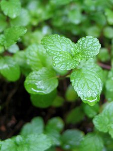 Mentha spicata yerbabuena aromatic herb