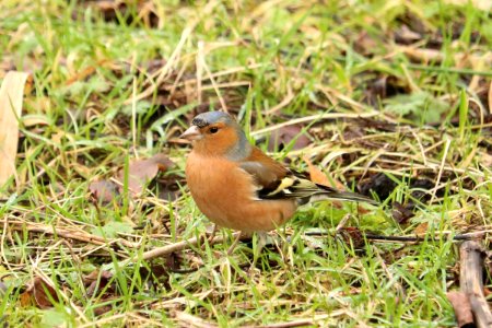 Handsome Chap Chaffinch photo