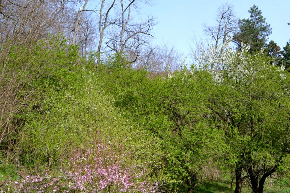 Landscape with nature