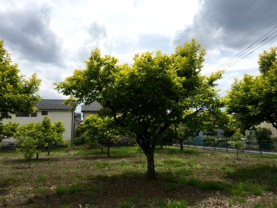 Nishioizumi in Nerima-ku
