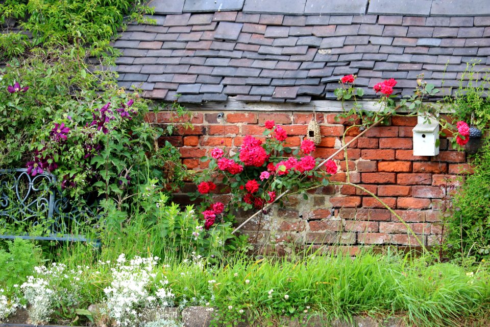 Red Roses in Cheshire East