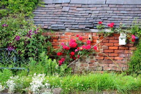 Red Roses in Cheshire East photo