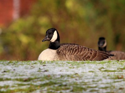 Canada Goose photo