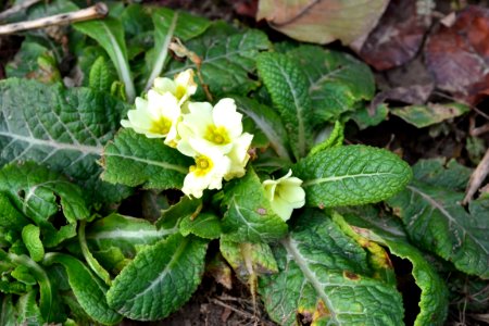 Primula in February