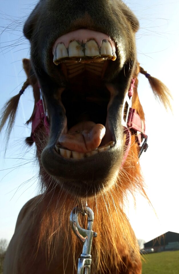 Utrecht animal mouth