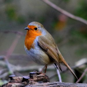 European Robin photo