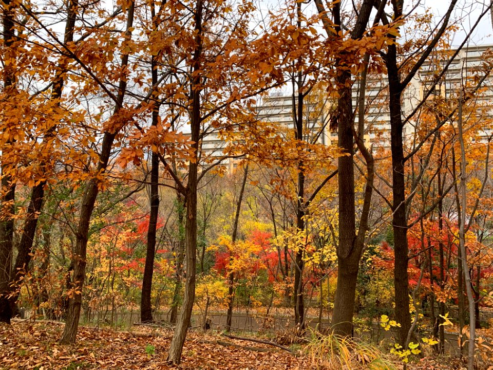 Akabane Nature Observatory Park in Kita-ku