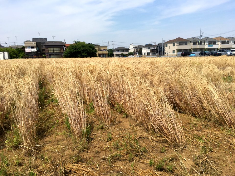 Oizumigakuencho in Nerima-ku