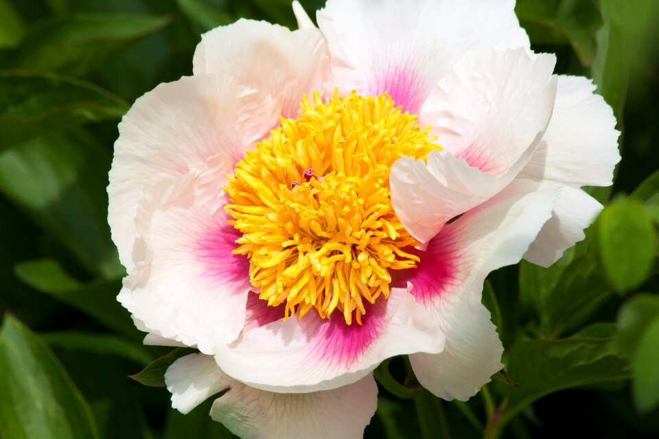 Flora spring blossom