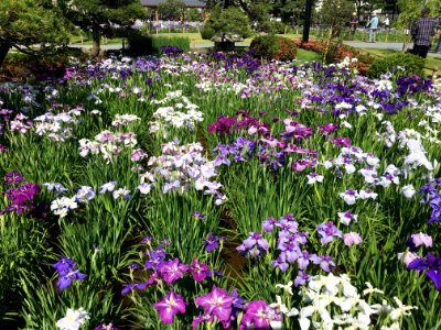 Horikiri Iris Garden in Katsushika-ku