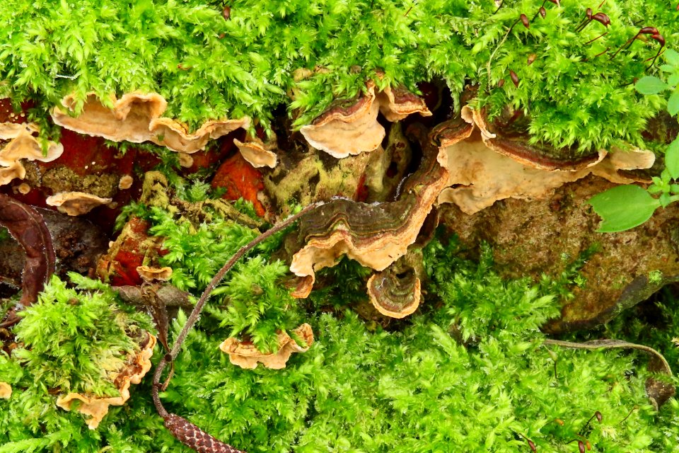 Christmas Fungi a