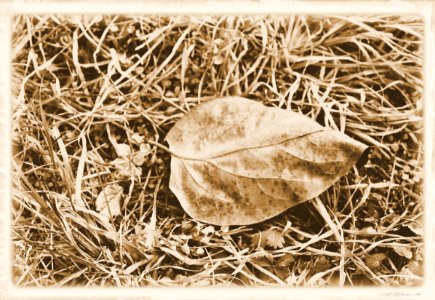 Vintage