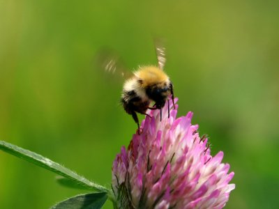 Red Clover photo
