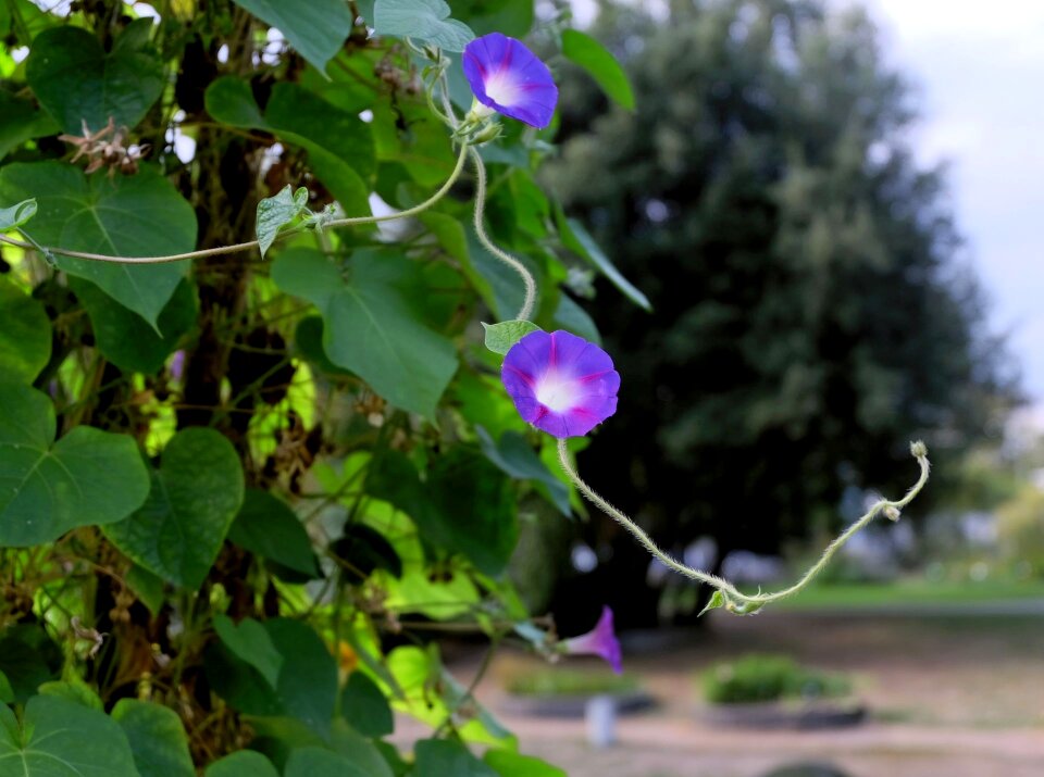 Violet purple flowers