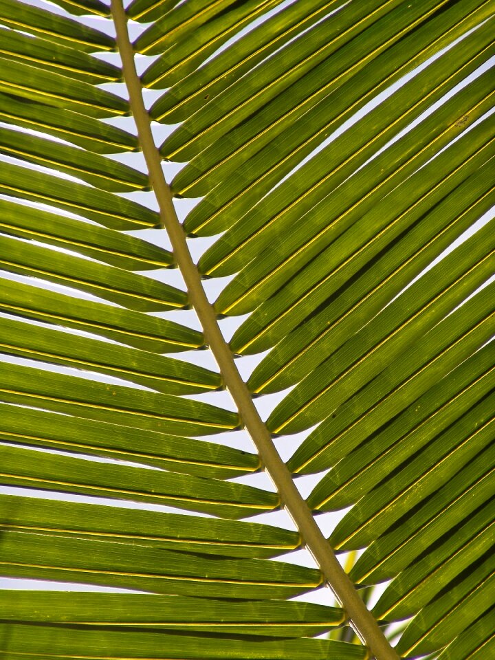 Exotic palm tree palm fronds photo