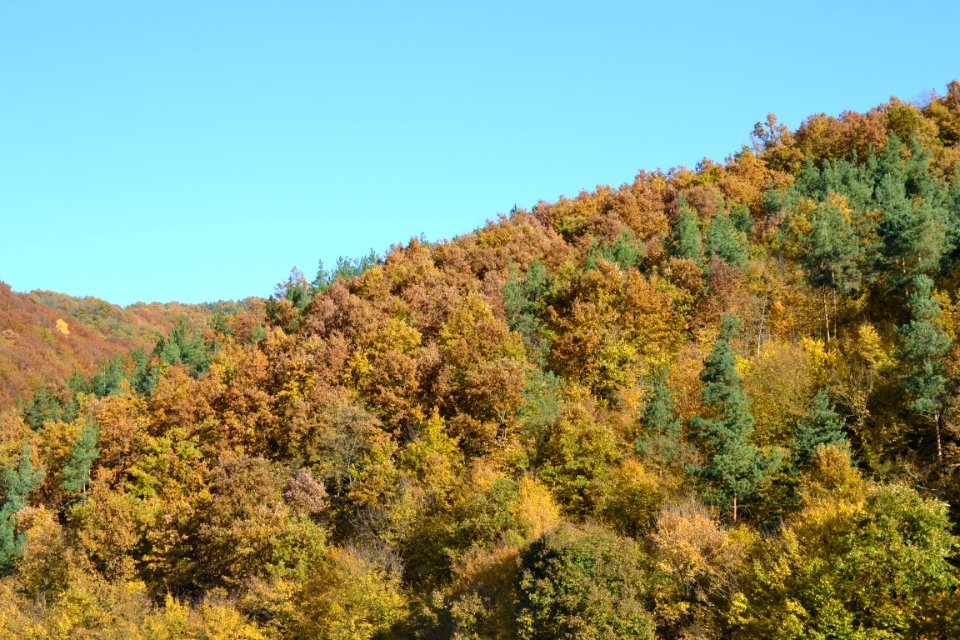 autumnal