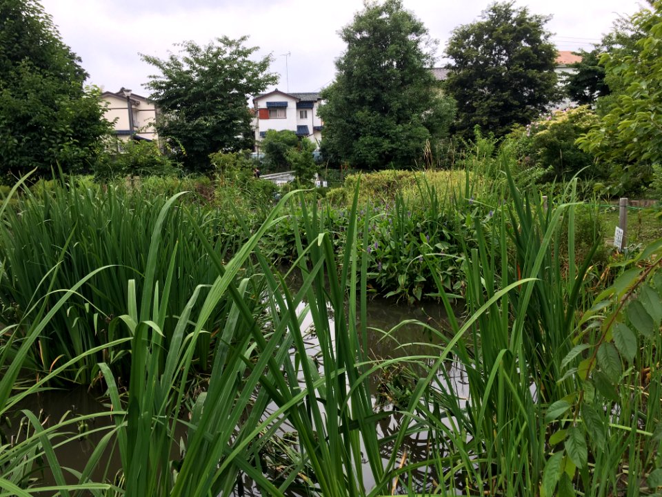 Ochiaigawasuisei Park in Higashikurume-shi