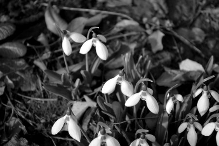 Grayscale
