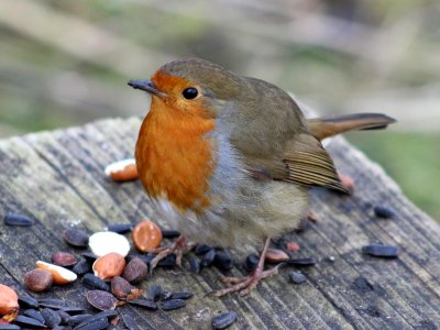 Well fed Robin photo