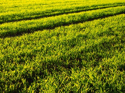 Grass green cereals photo