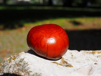 Fruit shine buckeye