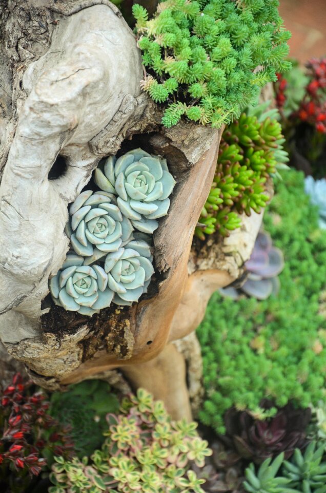 Wood green garden
