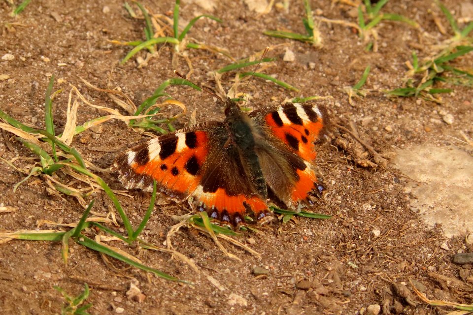 Small Tortoiseshell
