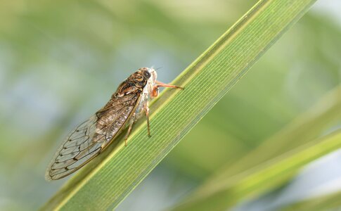 Provence hemiptera garden