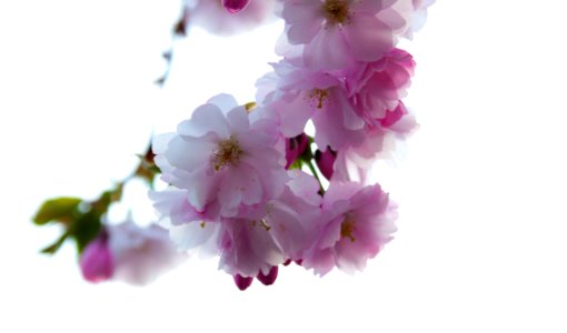 Cherry blossom #1
