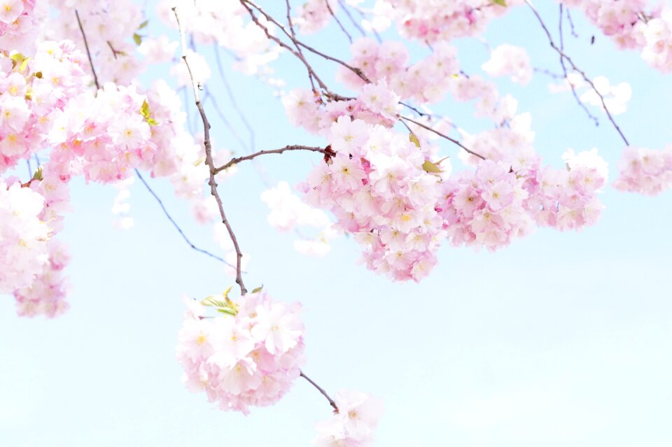 Spring pink cherry blossom