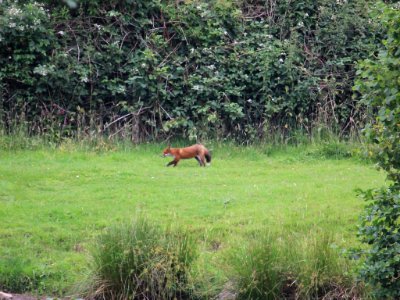 A local Red Fox.