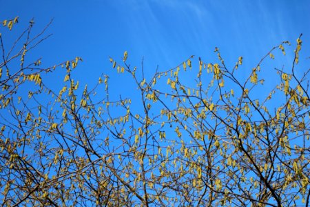 Catkins photo