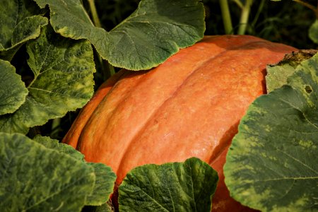 20200925-FPAC-PeeblesFarm-022